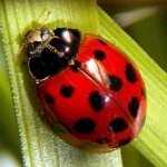 Ladybug