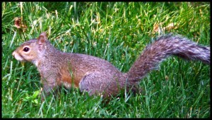 Squirrel