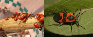  overhead view of a bunch of Milkweed bugs and a close-up of a milkweed bug