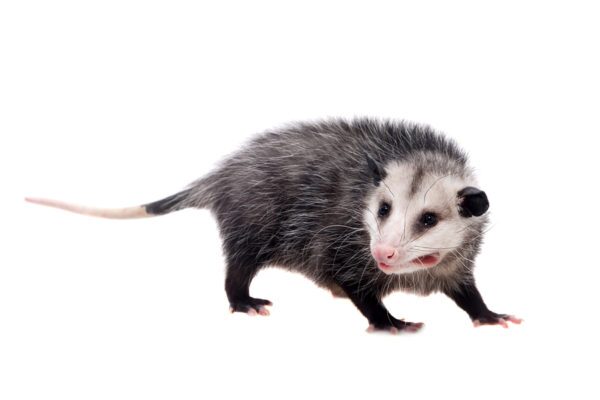 Opossum