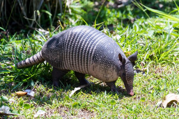 Armadillo