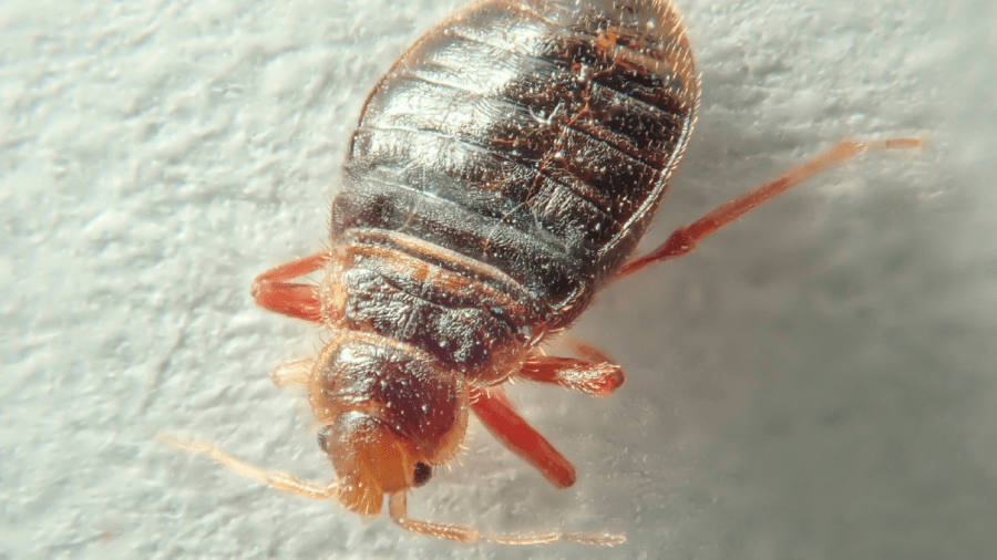 bed bug treatment