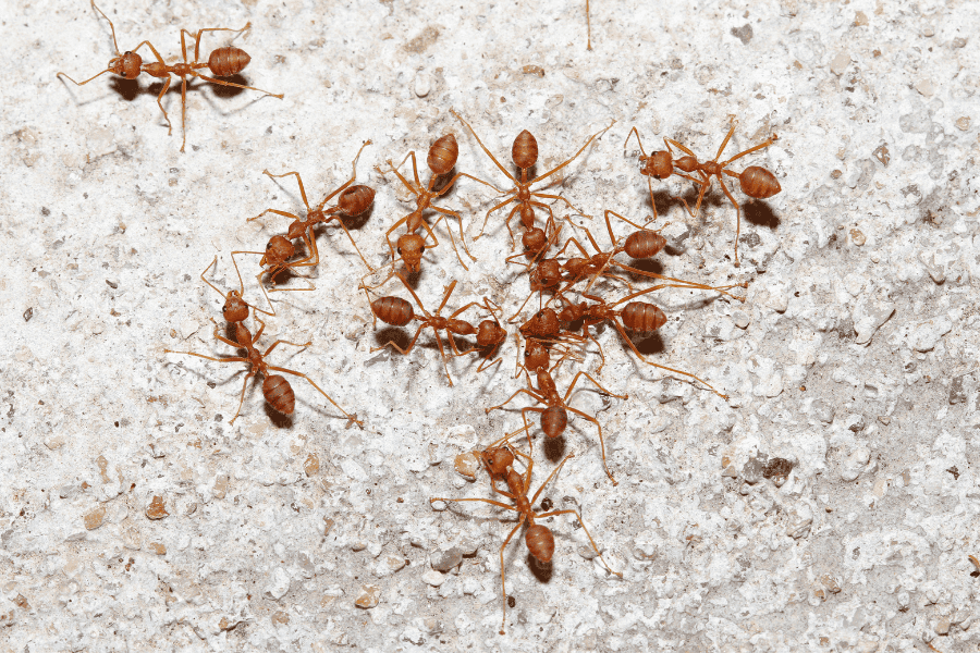 Get Rid of Ants In Your Home: Ant Control Company