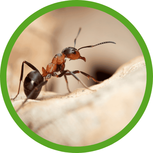 ant pest control