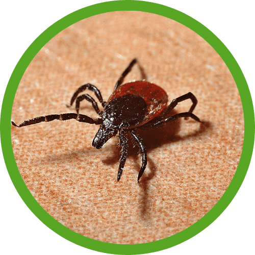 stink bug pest control