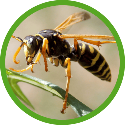 stink bug pest control