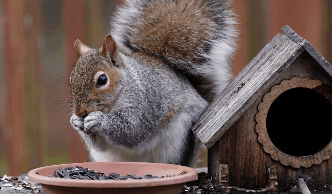 Squirrel Control Strategies for Broward County Homeowners