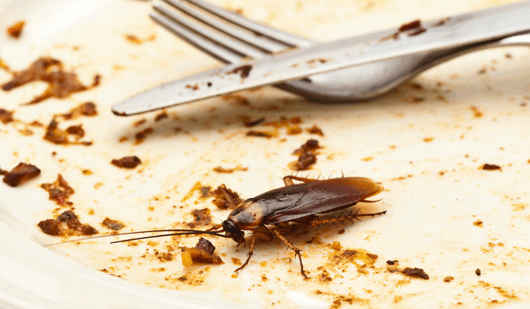 The Truth About Cockroach Bites: What Naples Homeowners Need to Know