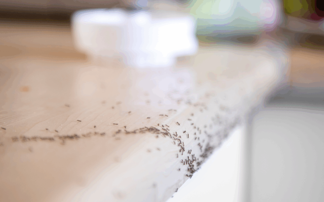 How to Get Rid of Ants in Your Anniston Bathroom – The Green Way