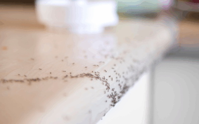 The Ant-icipation is Over: How to Keep Ants Out for Good in Fort Myers