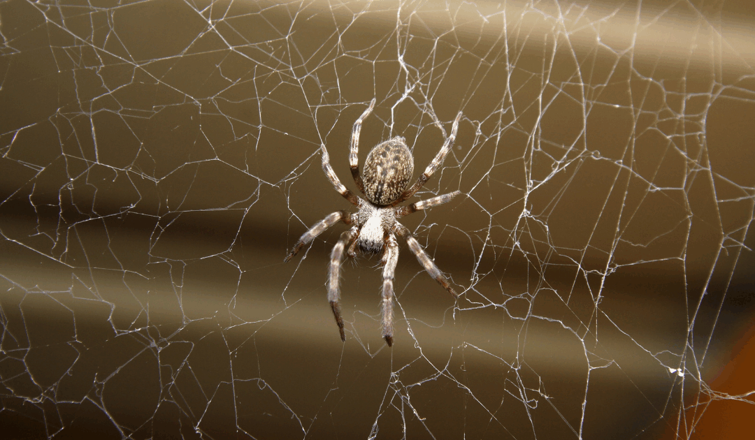 Eco-Friendly Spider Control in Peachtree Corners: Keeping Your Home Pest-Free Naturally