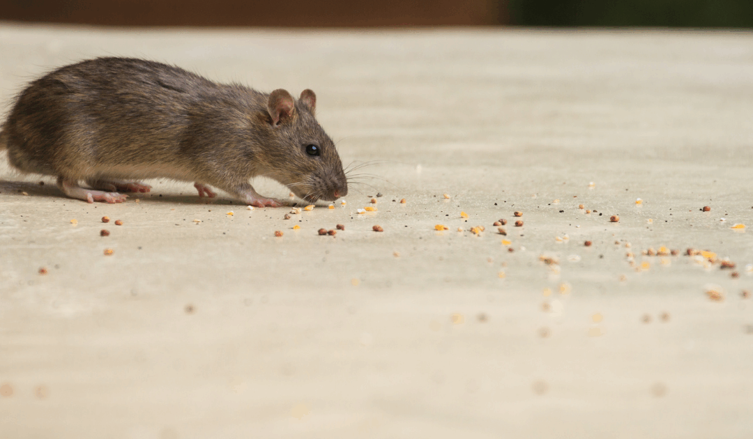 Top 3 Winter Pests to Watch for in Laurens, SC