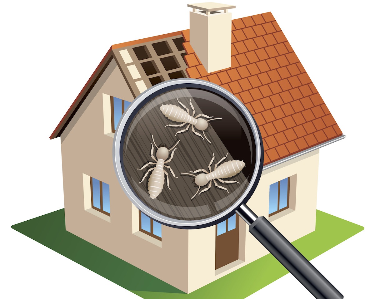 termite inspection