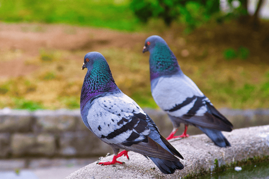 Preventing Birds Around Your Business