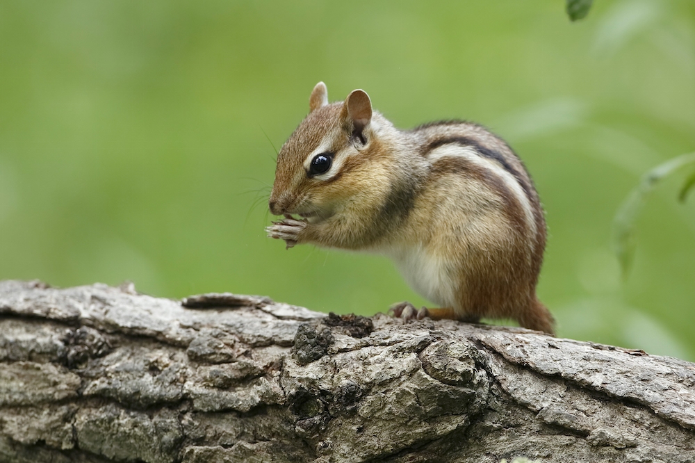 Chipmunk Chipmunk