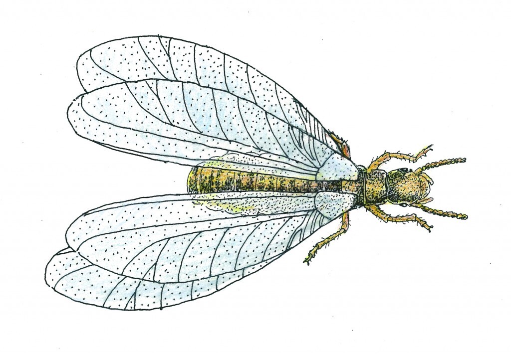 Sub Termite-Swarmer-033