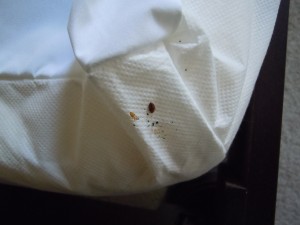 Bed bugs on mattress cover - Jerry