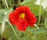 Nasturtium