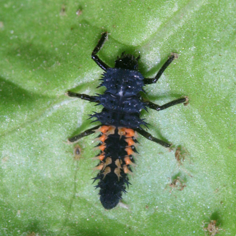 ladybug larva