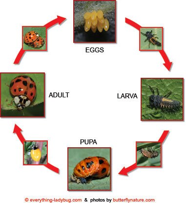 ladybug-life-cycle