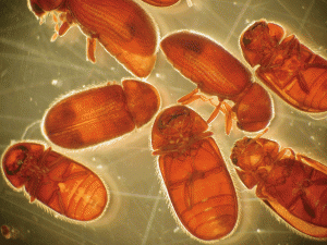 Drugstore beetle