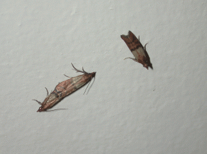 Indianmeal moth