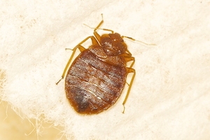 bed bug