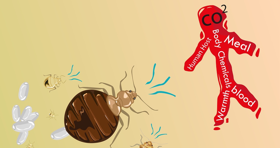 Don't Let the Bed Bugs Bite: Prevention & Control