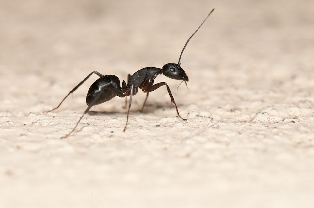 Carpenter ant Carpenter ant
