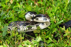 Rat Snake