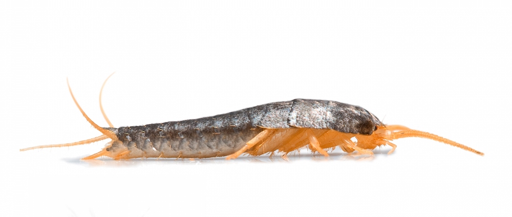 silverfish