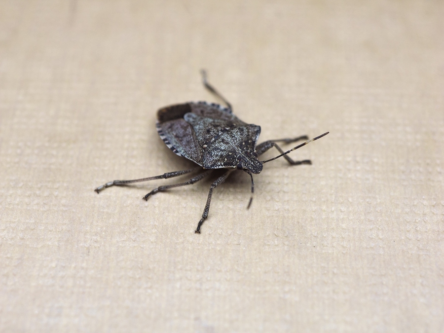 A stink bug close-up