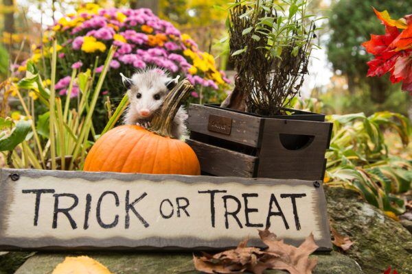 6 Tips For Fall Pest Prevention