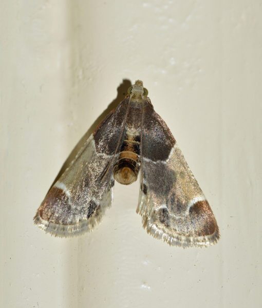 Indian Meal Moth