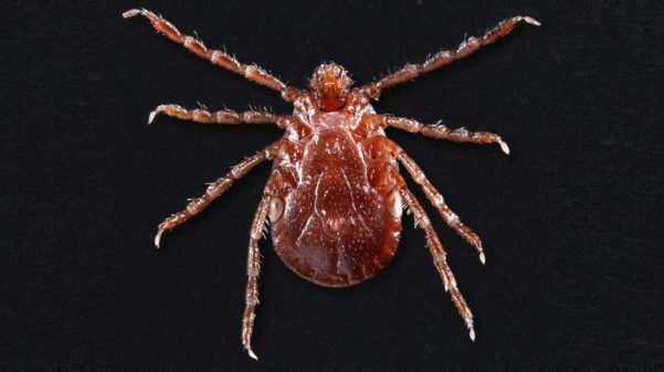 Invasive Tick New to the U.S.