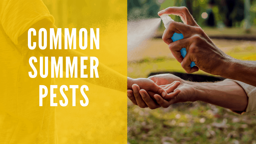 What Pests Are Active In Your Area?