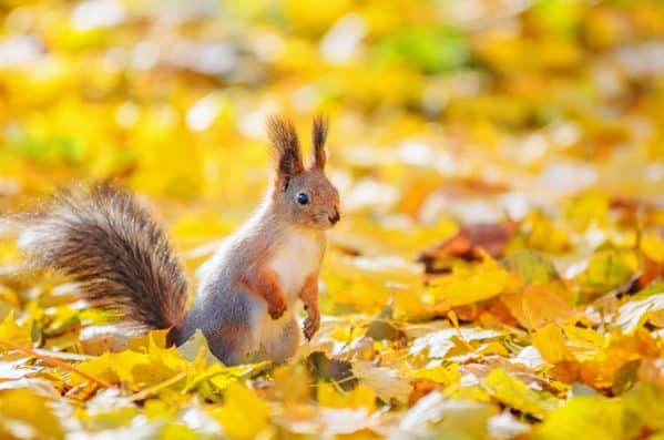 fall pest control fall pest control