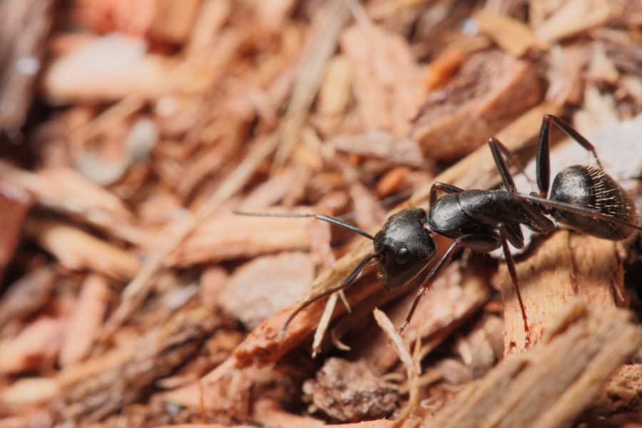 Carpenter Ant