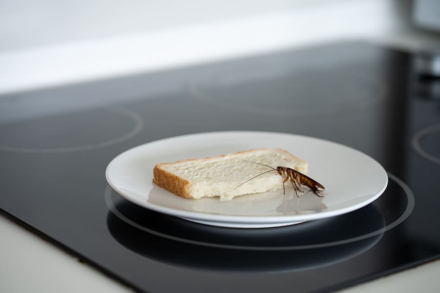 What Every Homeowner Should Know About DIY Pest Control