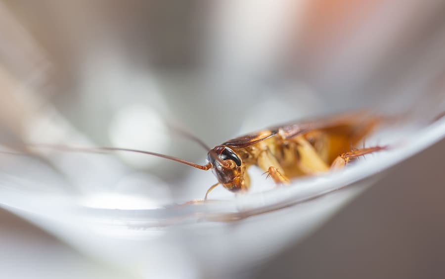 cockroaches cockroaches