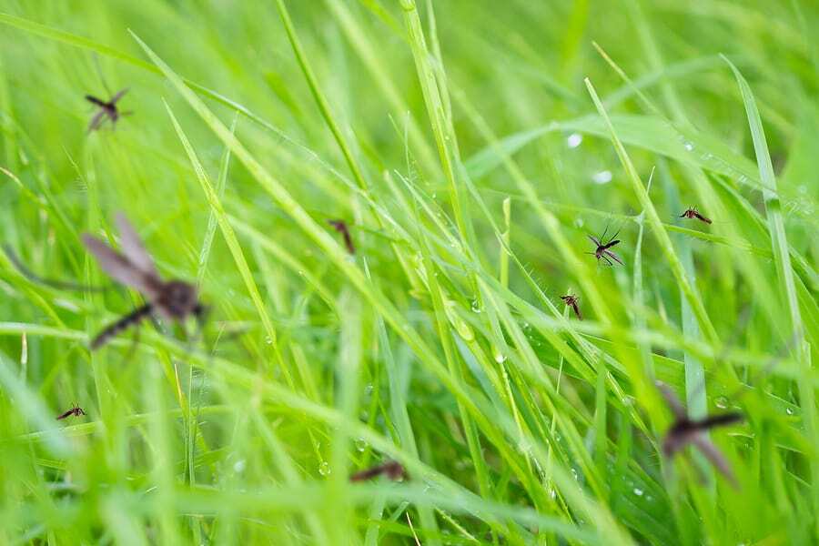 Common Spring Pests to Lookout for in Hollywood, FL