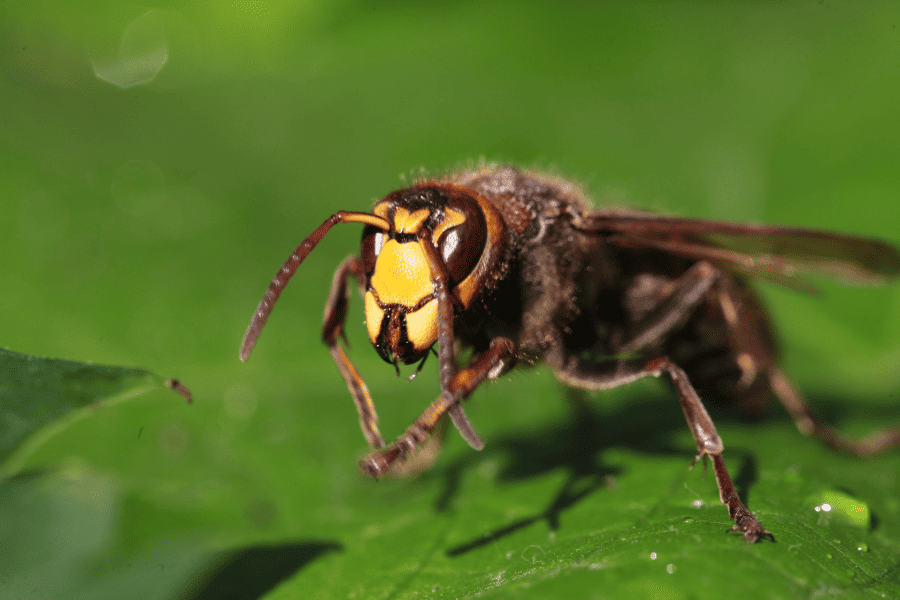 How to Identify Stinging Pests in the Southeast