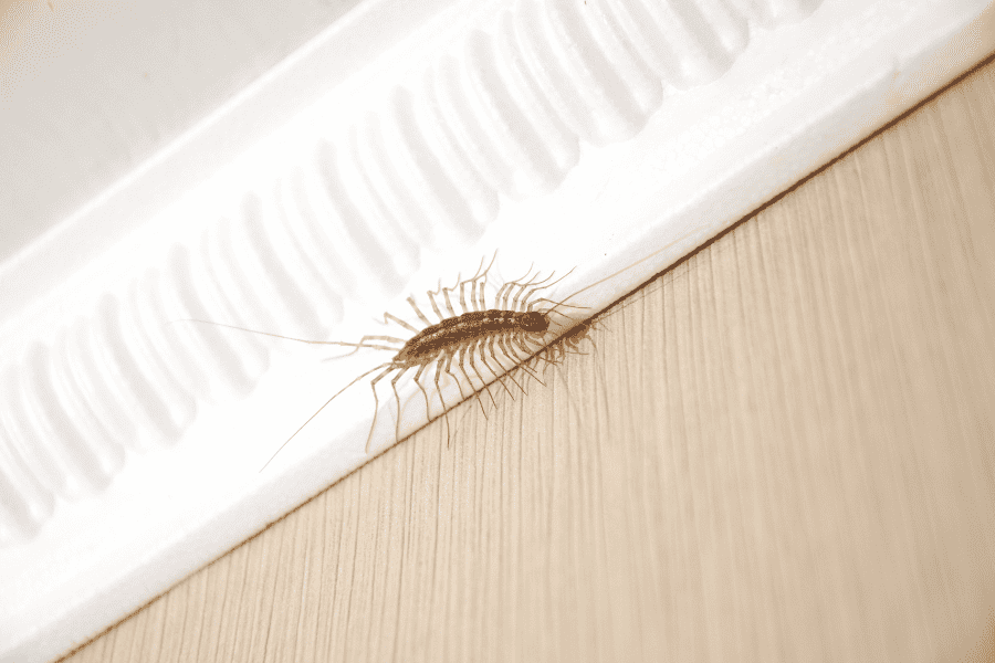 What Pests are in My Home this Summer?