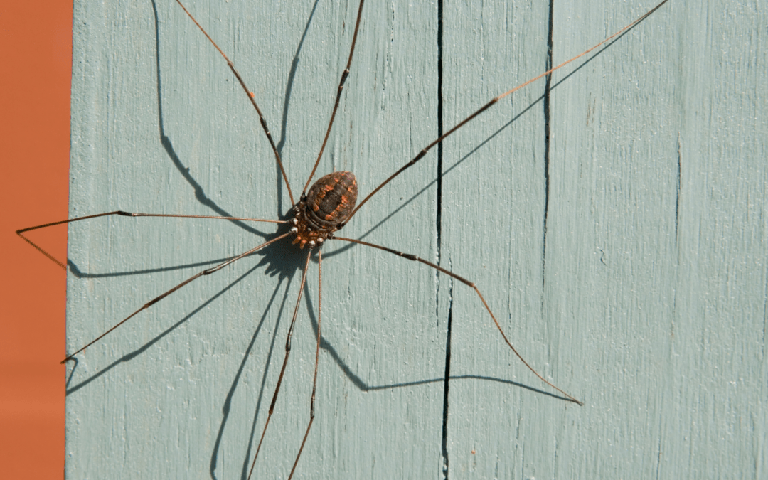 Daddy Long Legs: Spider or Fly?