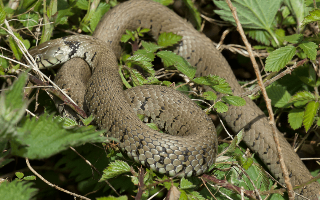 Prepare Your Yard for Snake Season