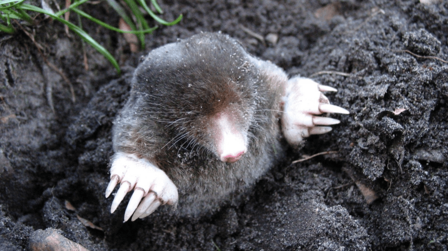 mole control