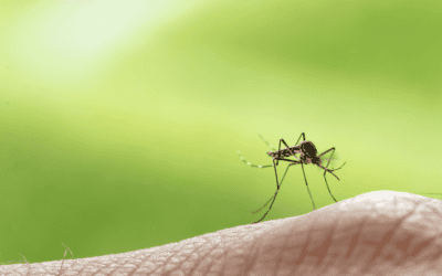 How to Avoid Mosquito Bites in Miami