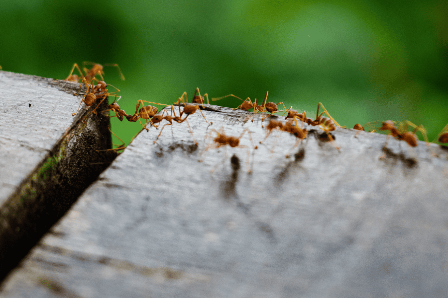 preventing fire ants preventing fire ants