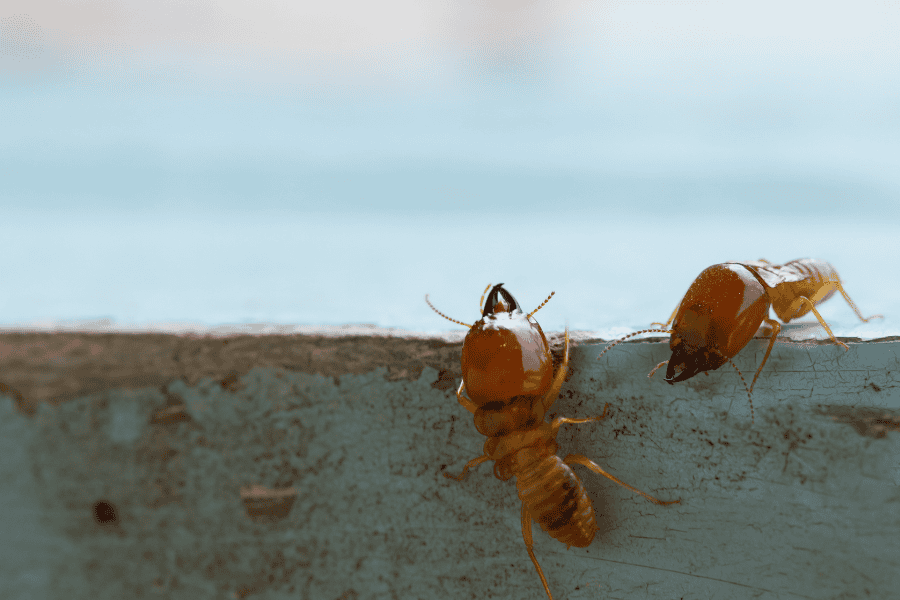 Effective Termite Control for Your Business