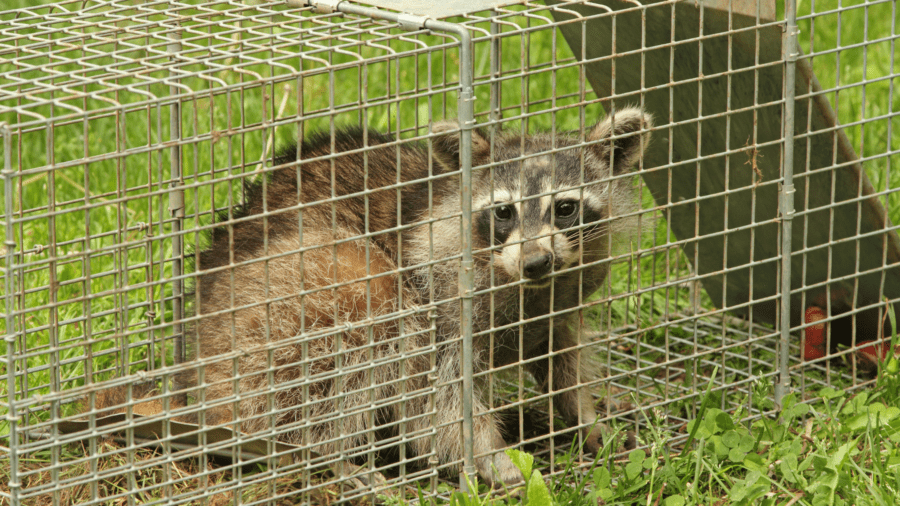 raccoon trap